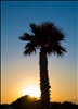 Palm Sunset